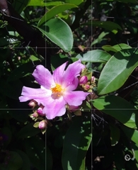 Pereskia