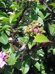 Pereskia