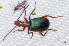 Brachinus elongatulus