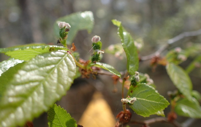 Planertree (Planera aquatica)