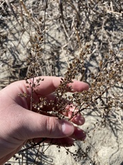 Artemisia campestris caudata