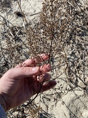 Artemisia campestris caudata