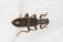 Cymatodera flavosignata