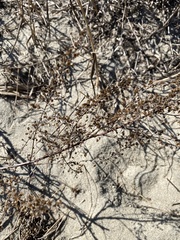 Artemisia campestris caudata