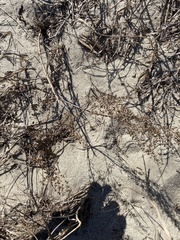 Artemisia campestris caudata