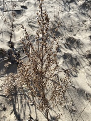 Artemisia campestris caudata