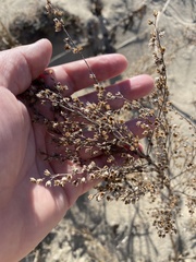 Artemisia campestris caudata