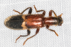Cymatodera tricolor