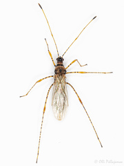 Gampsocoris culicinus
