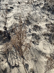 Artemisia campestris caudata