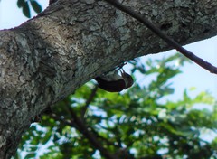 Dryobates callonotus