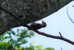 Dryobates callonotus