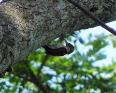 Dryobates callonotus