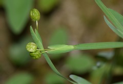 Sisyrinchium anarosae