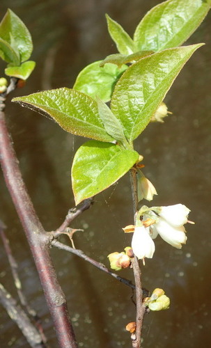 Image of Halesia carolina by (c) mfeaver, some rights reserved (CC BY)