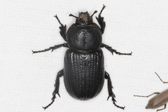 Hemiphileurus illatus