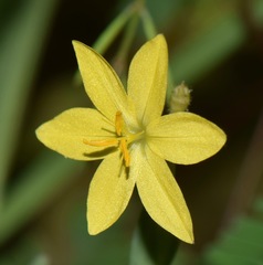 Sisyrinchium anarosae