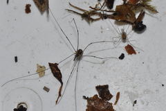 Mitostoma chrysomelas