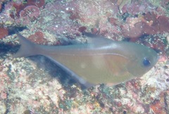 Pempheris vanicolensis