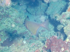 Pempheris vanicolensis