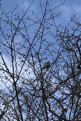Cyanistes caeruleus