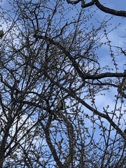 Parus major