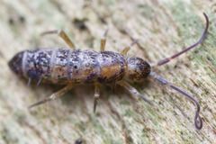 Pogonognathellus dubius