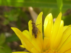 Orthoptera