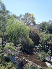 Roseodendron donnell-smithii