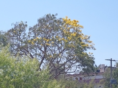 Roseodendron donnell-smithii