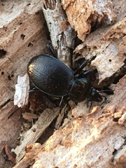 Sphaeroderus