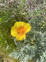 Eschscholzia californica maritima
