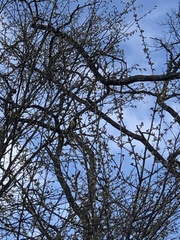 Parus major