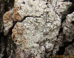 Pertusaria paratuberculifera