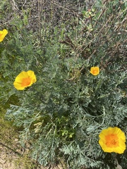 Eschscholzia californica maritima