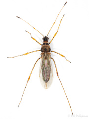 Gampsocoris culicinus