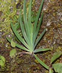 Sisyrinchium anarosae