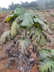 Macleaya cordata