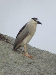 Nycticorax nycticorax