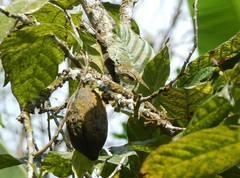 Zimmerius albigularis