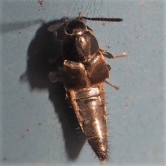 Oxypoda opaca