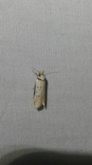 Philobota thiocrossa