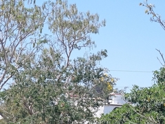 Roseodendron donnell-smithii