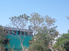 Roseodendron donnell-smithii