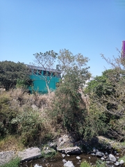 Roseodendron donnell-smithii