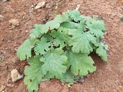 Macleaya cordata