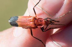 Chauliognathus lecontei