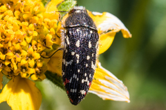 Acmaeodera rubronotata