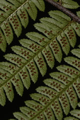Alsophila leichhardtiana