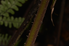 Alsophila leichhardtiana